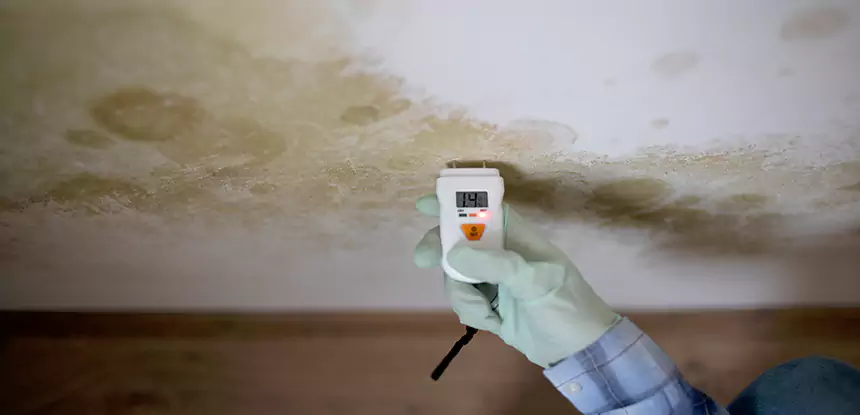 Emergency Mold Remediation in Baldwin City